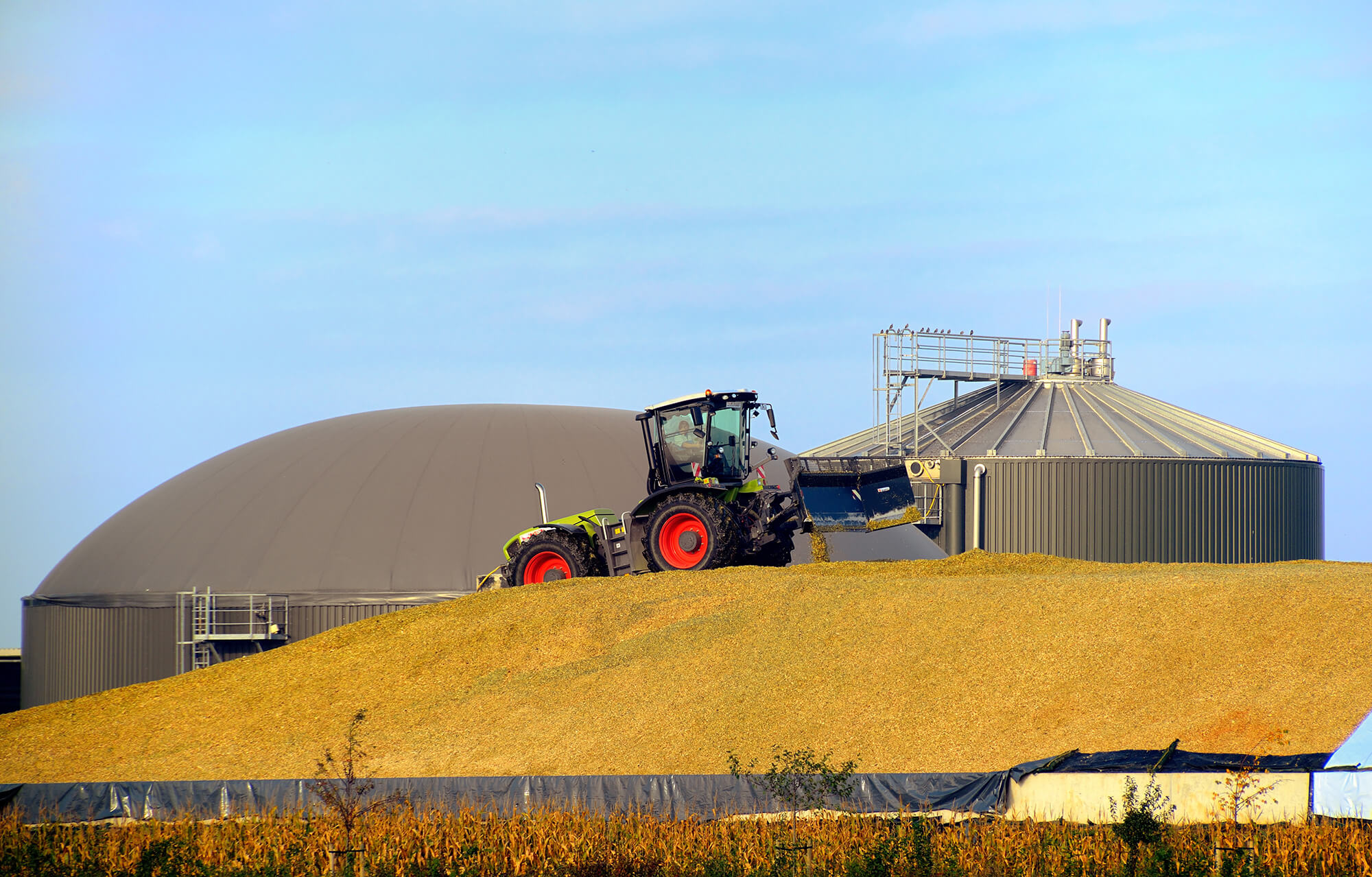 Maissilage