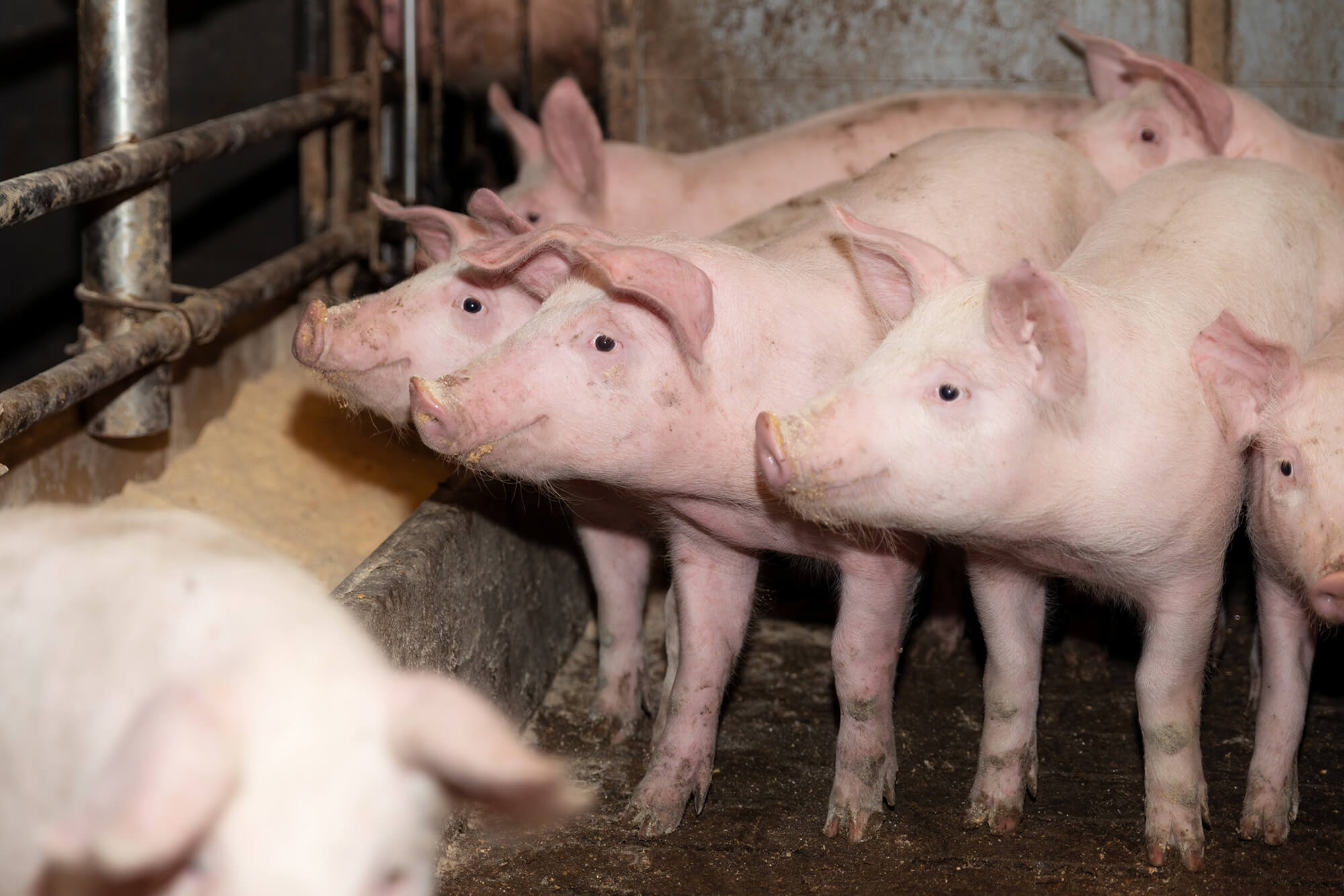 Schweine: VEZG erwartungsgemäß unverändert